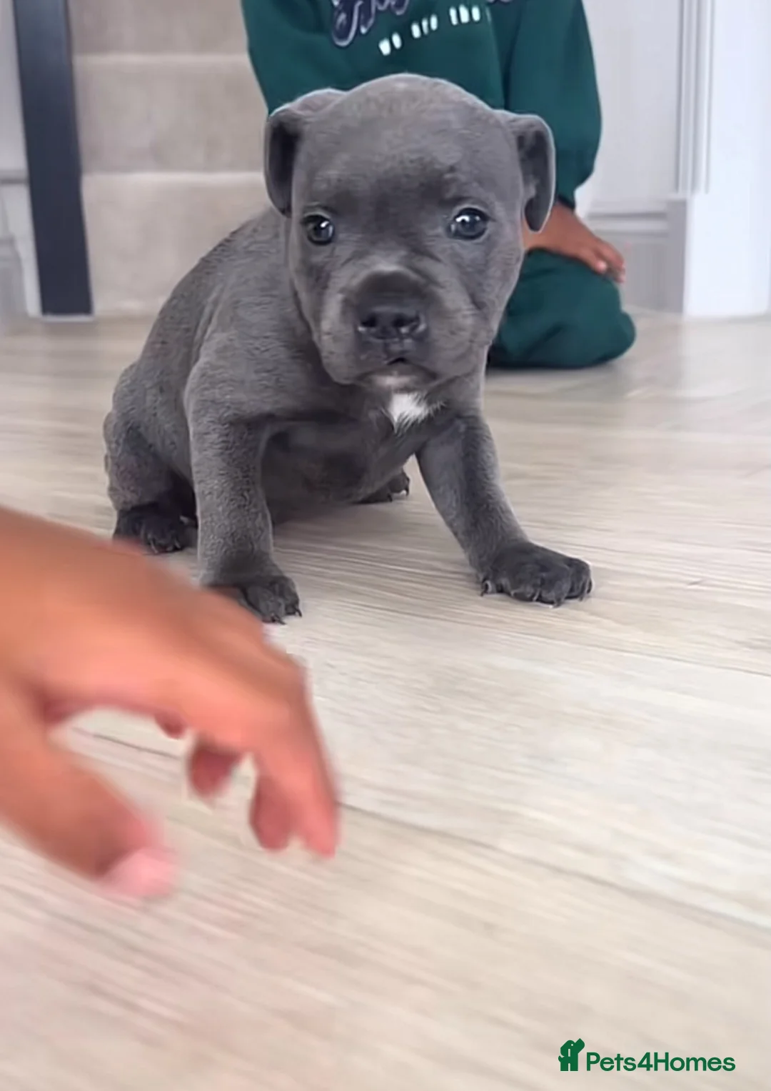 Staffordshire Bull Terrier dogs for sale: 5 Star Fantastic Staffys Pups Great Personalities  in Cleckheaton - Advert 2