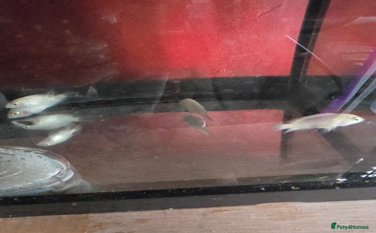 Cichlids fish - Advert 1