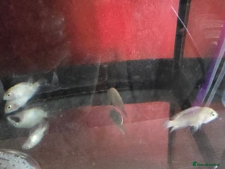 Cichlids fish - Advert 5