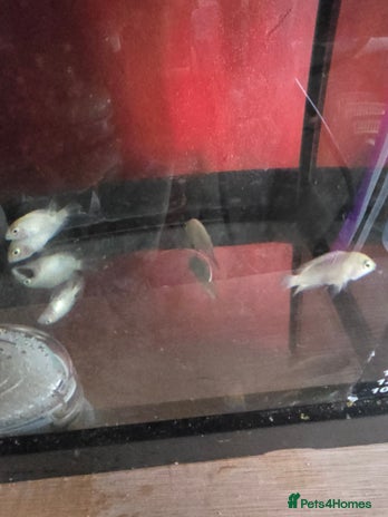 Cichlids fish - Advert 1
