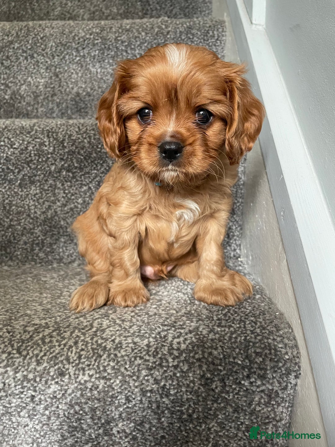 Cavalier King Charles Spaniel dogs for sale: Cavalier King Charles Spaniel Puppies - Advert 2