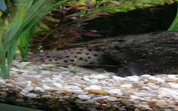 Catfish fish for sale: 2 large cat fish, aquarium and stand - Image 4