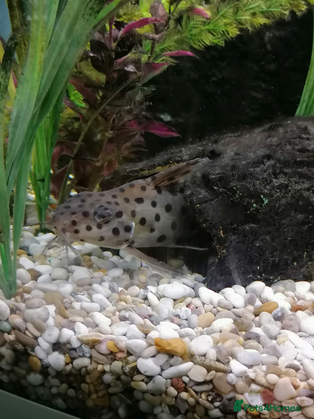 Catfish fish for sale: 2 large cat fish, aquarium and stand - Image 4