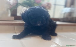 Toy Poodle dogs for sale: Two female Toy poodles available  - Image 2