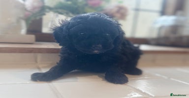 Toy Poodle dogs - Advert 4