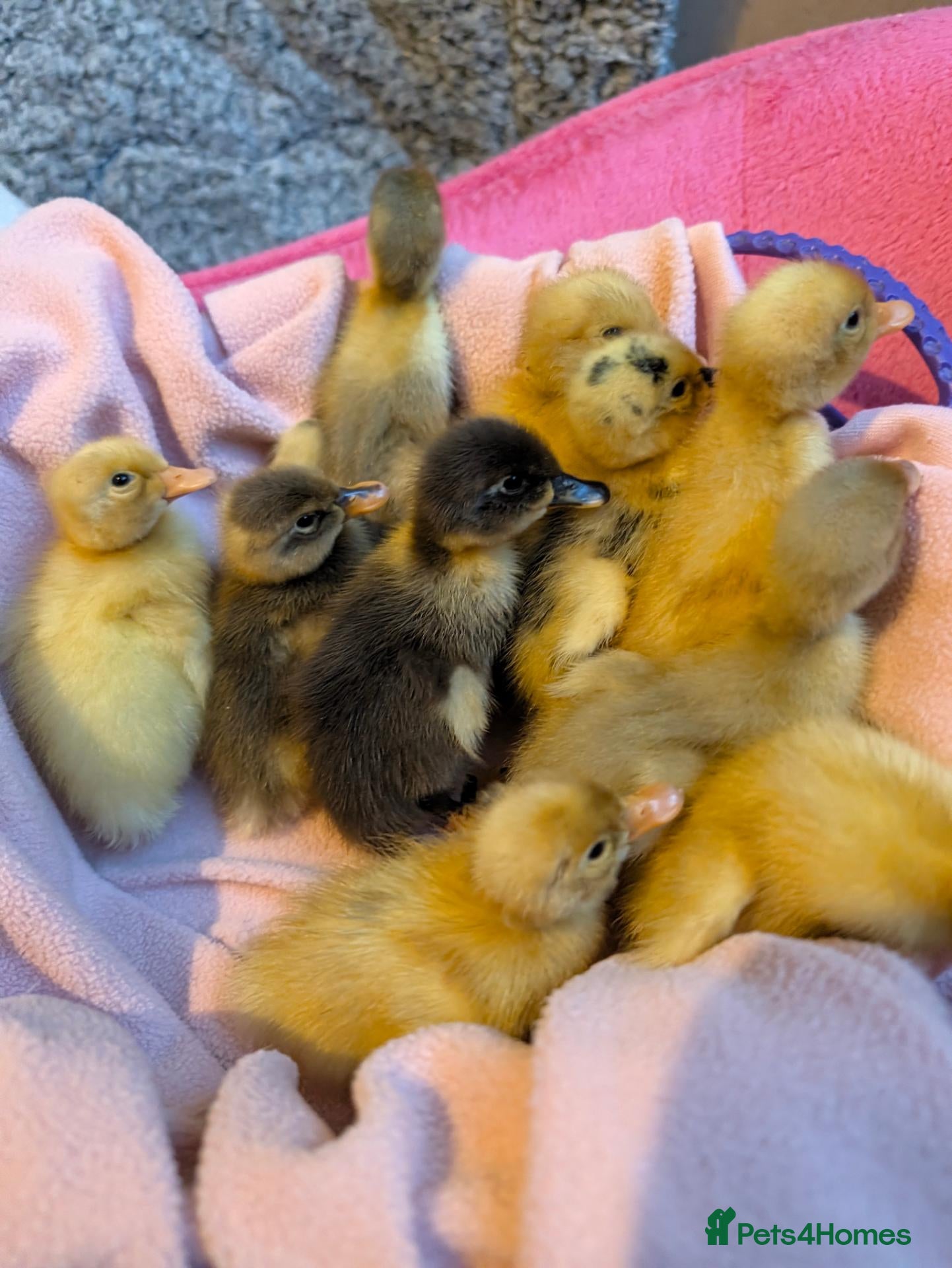 Ducks poultry Beautiful hatch of Runner Ducklings - Advert 4