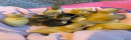 Ducks poultry for sale: Beautiful hatch of Runner Ducklings in Wigston - Advert 1