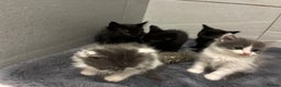 Mixed Breed cats for sale: Five beautiful girls looking for homes  - Advert 7