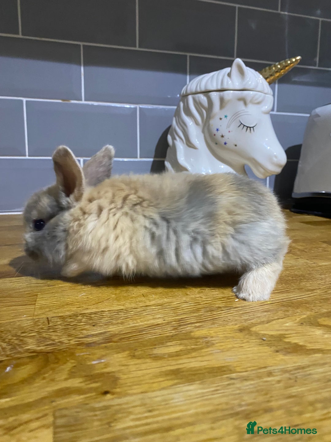 Mixed Breed rabbits for sale: Bunnies for sale  - Advert 8