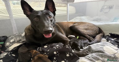 Belgian Shepherd Dog dogs - Advert 11