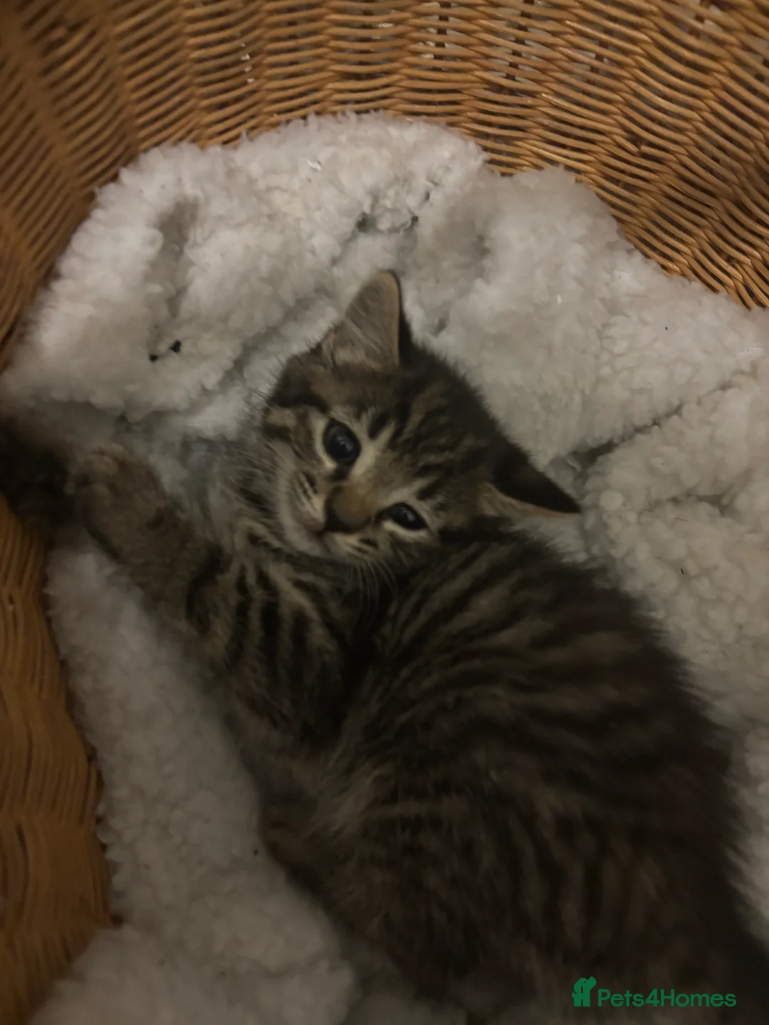 Mixed Breed cats for sale: Beautiful calico and tortoise shell kittens - Advert 4