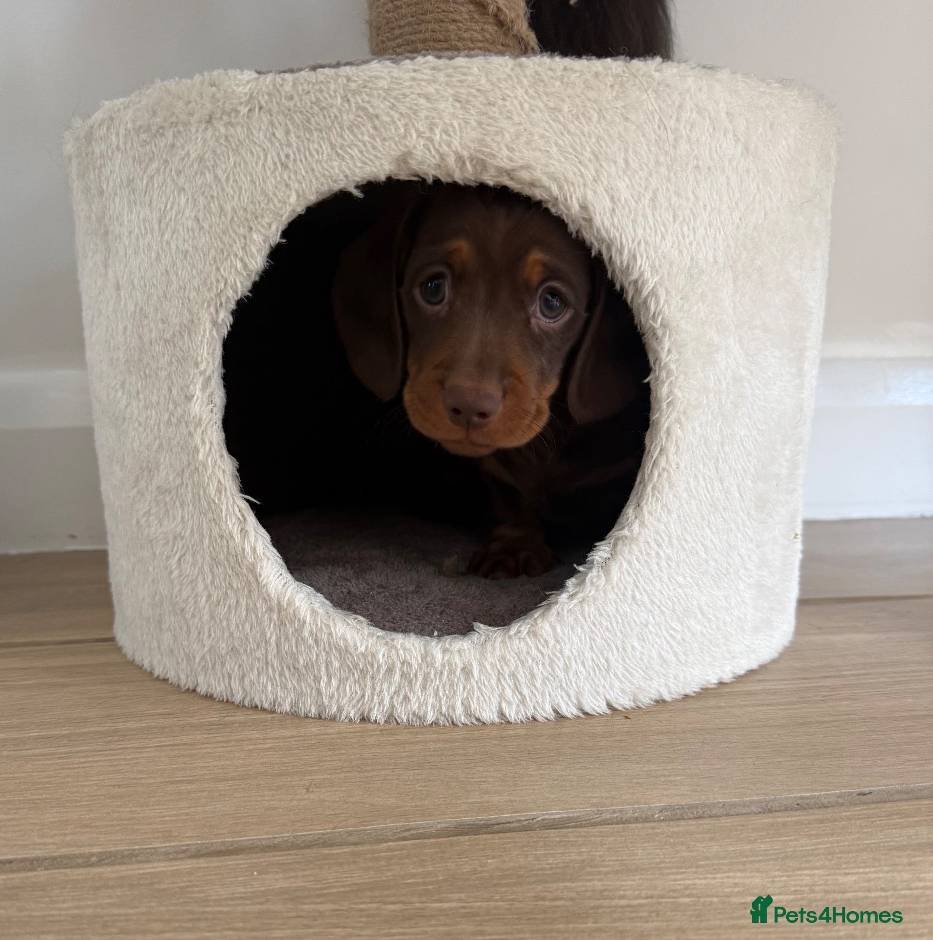 Miniature Dachshund dogs WHO WANTS TO TAKE ME HOME 🥰🐾 - Advert 1