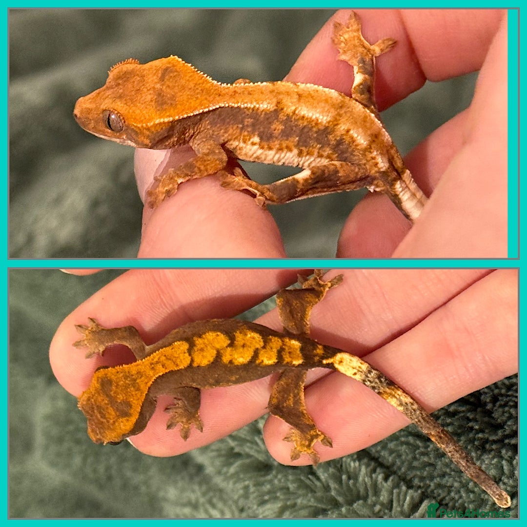 Gecko reptiles for sale: Crested Gecko (lillyxPhantom) - Advert 3
