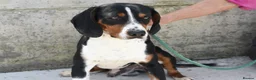Mixed Breed dogs for adoption: Bingo, male, 1.5 years old, good with dogs  in Swindon - Advert 1