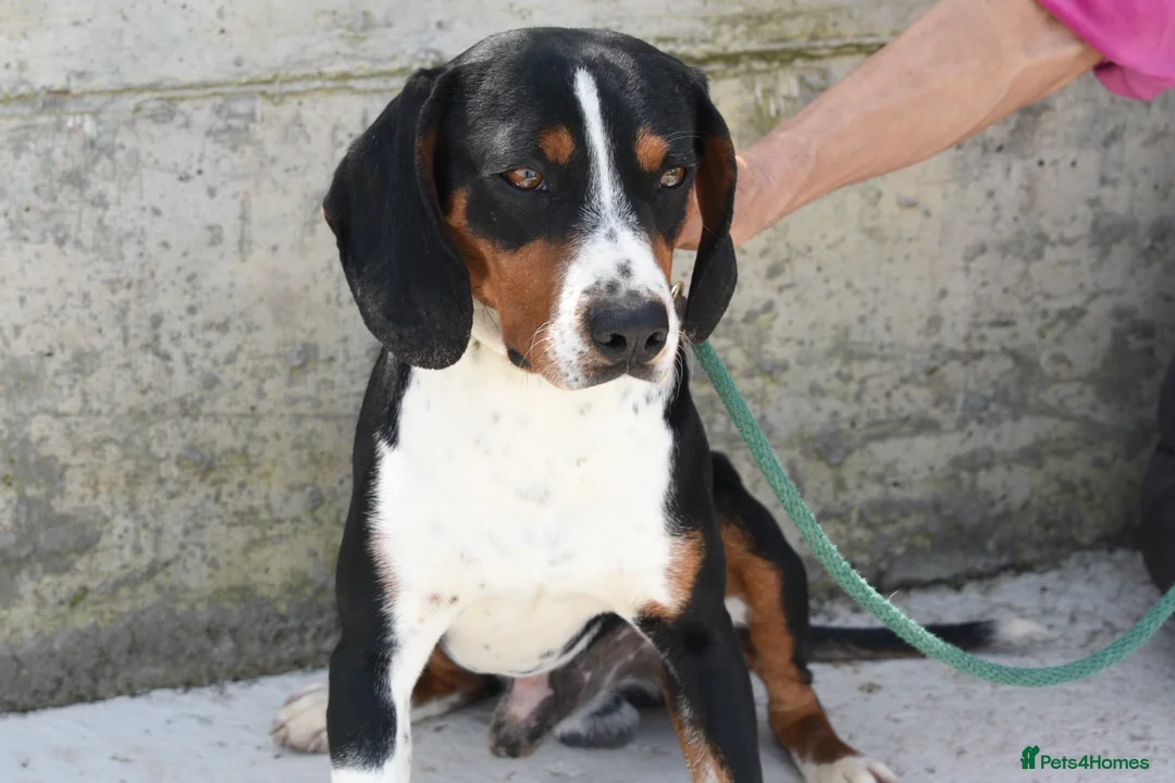 Mixed Breed dogs for adoption: Bingo, male, 1.5 years old, good with dogs  in Swindon - Advert 1