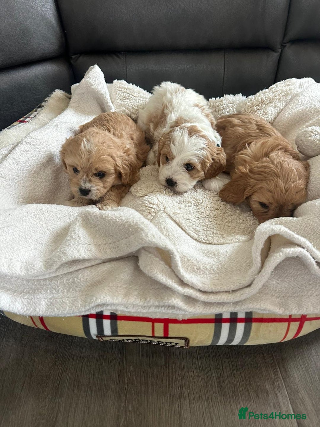 Cavapoo dogs for sale: Cavapoo puppies - Advert 3