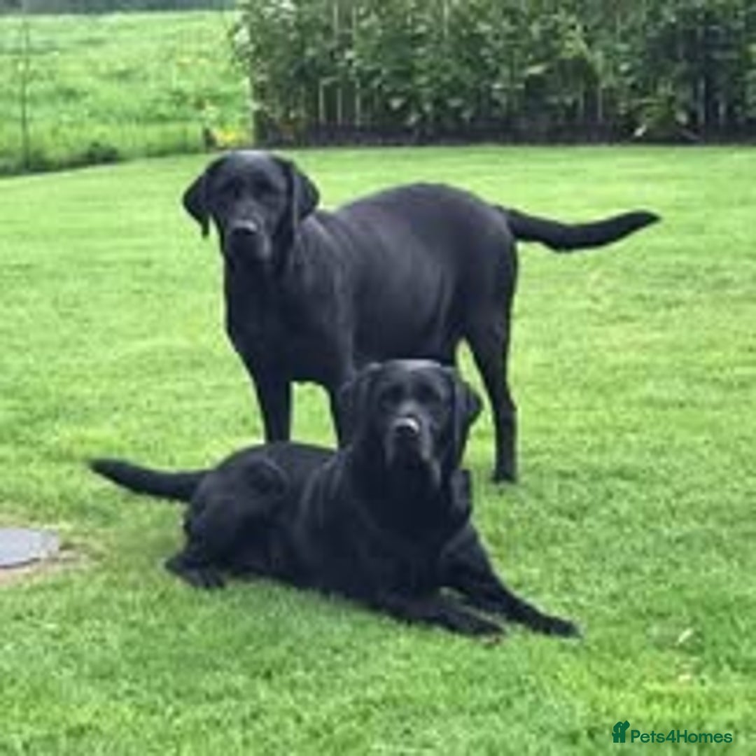 Labrador Retriever dogs for sale: Excellent KC reg-health checked, 6th generation  - Image 7