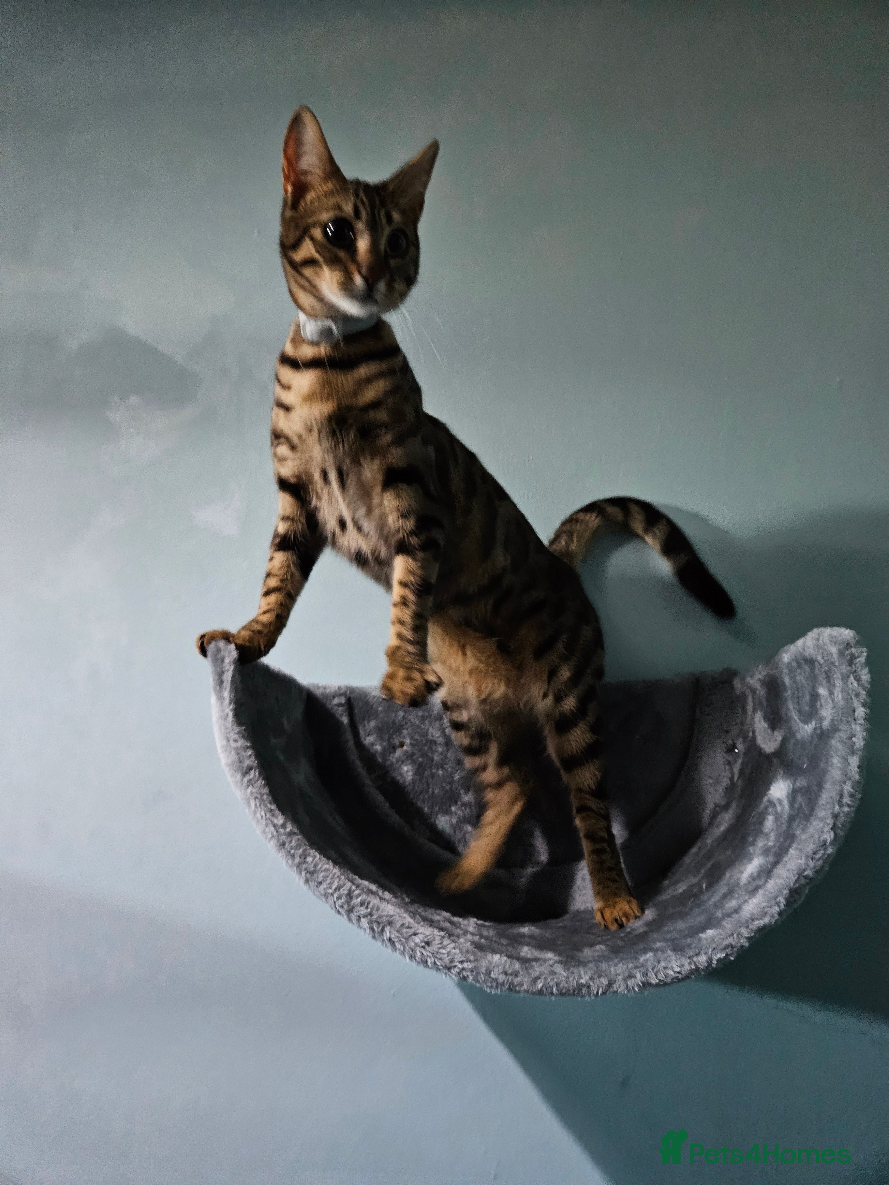 Bengal cats Silver/ mink bengals kittens  - Advert 6