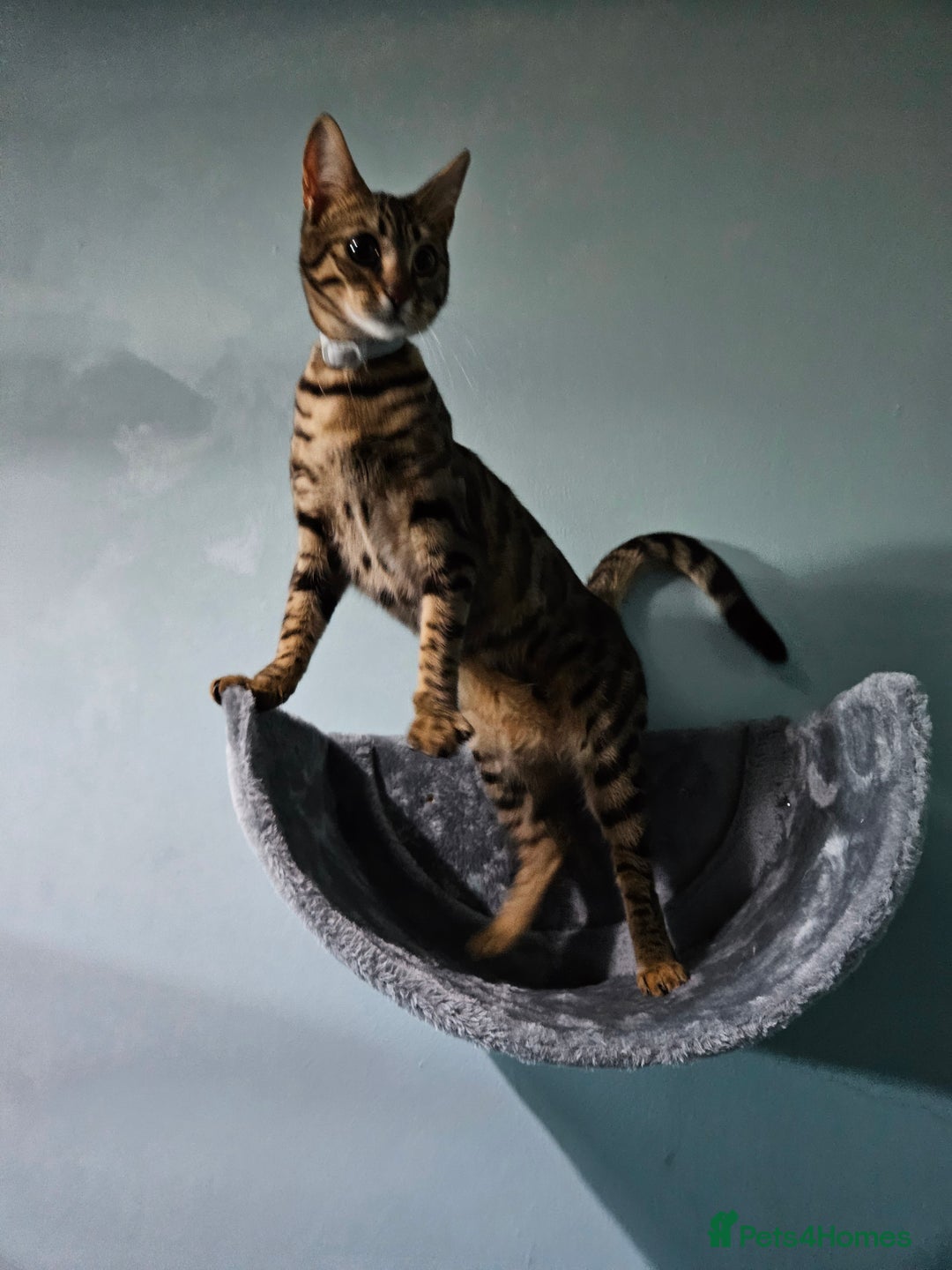 Bengal cats for sale: Silver/ mink bengals kittens  - Advert 1