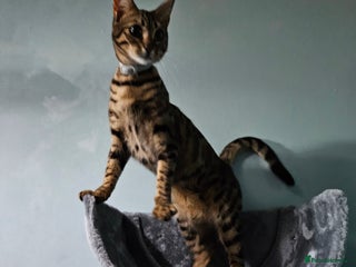 Bengal cats Silver/ mink bengals kittens - Advert 7