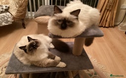 Ragdoll cats for sale: 3 Pedigree Ragdoll Kittens For Sale - Image 9