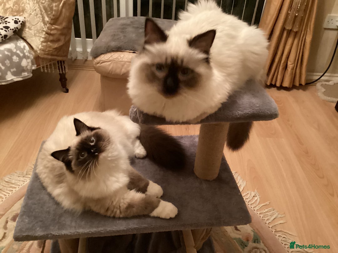 Ragdoll cats for sale: 3 Pedigree Ragdoll Kittens For Sale - Image 9