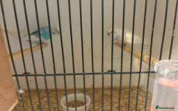 Budgerigars birds for sale: Budgies - Image 13