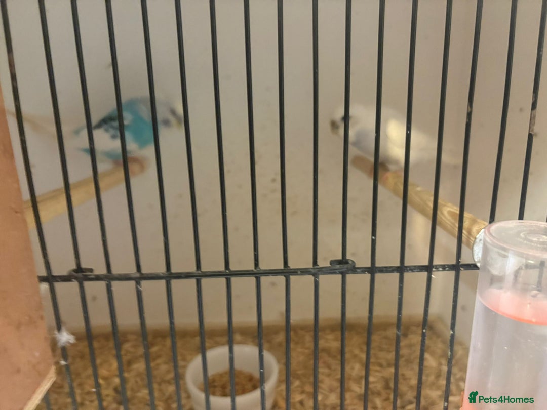 Budgerigars birds for sale: Budgies - Image 13