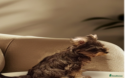 Miniature Schnauzer dogs for sale: *REDUCED*Gorgeous mini schnauzers  - Image 4