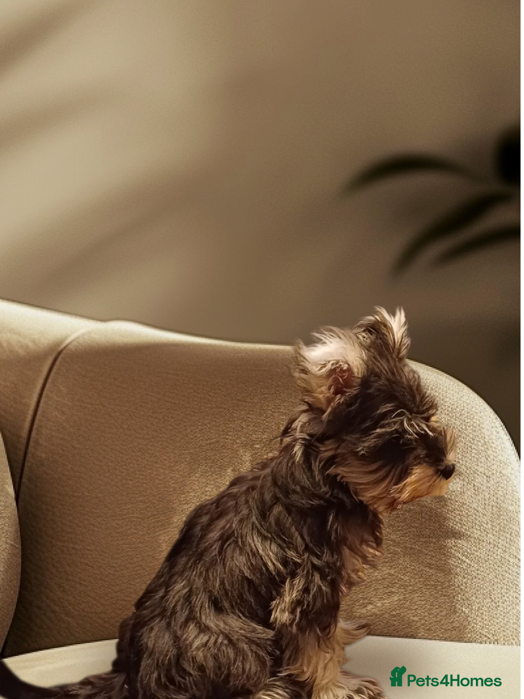 Miniature Schnauzer dogs for sale: *REDUCED*Gorgeous mini schnauzers  - Image 4