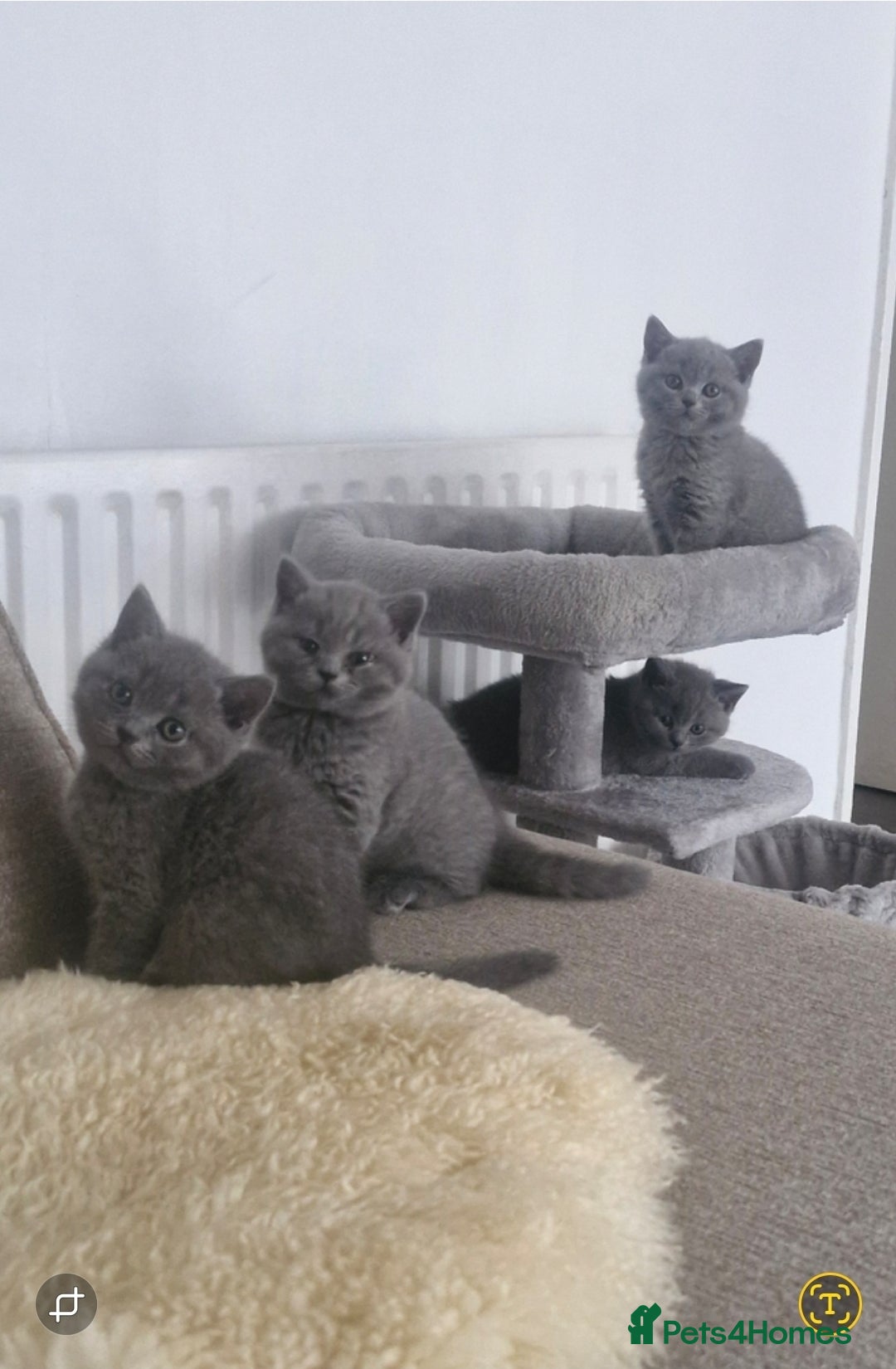 British Shorthair cats for sale: Pure BSH kittens GCCF Last Boy Left £700 - Image 1