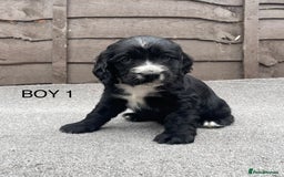 Cocker Spaniel dogs for sale: 🐾 Gorgeous Cocker Spaniel Puppies  🐾 - Image 2