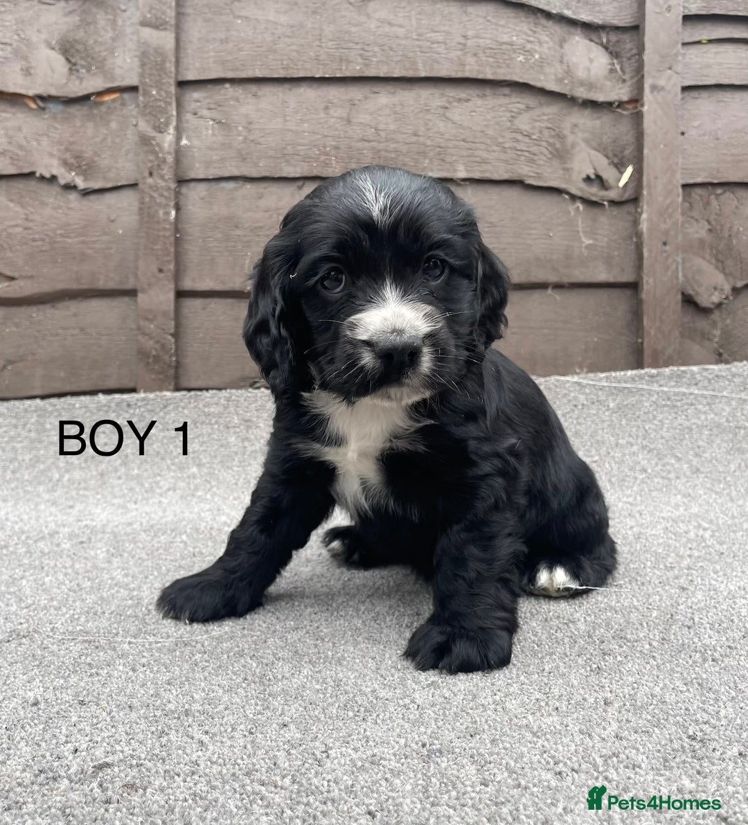 Cocker Spaniel dogs for sale: 🐾 Gorgeous Cocker Spaniel Puppies  🐾 - Image 2