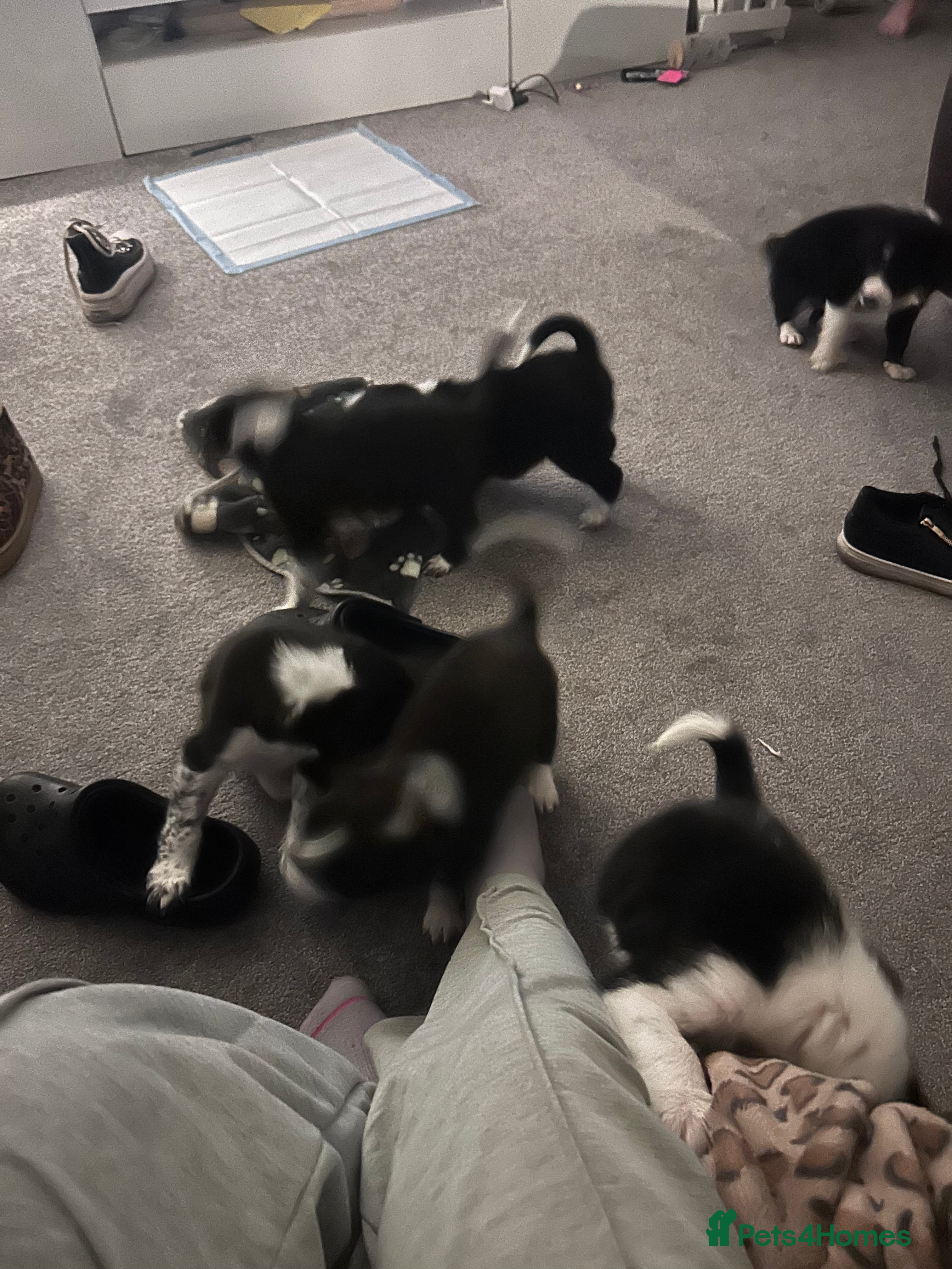 Mixed Breed dogs Puppies   - Advert 6