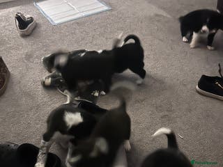 Mixed Breed dogs Puppies - Advert 9