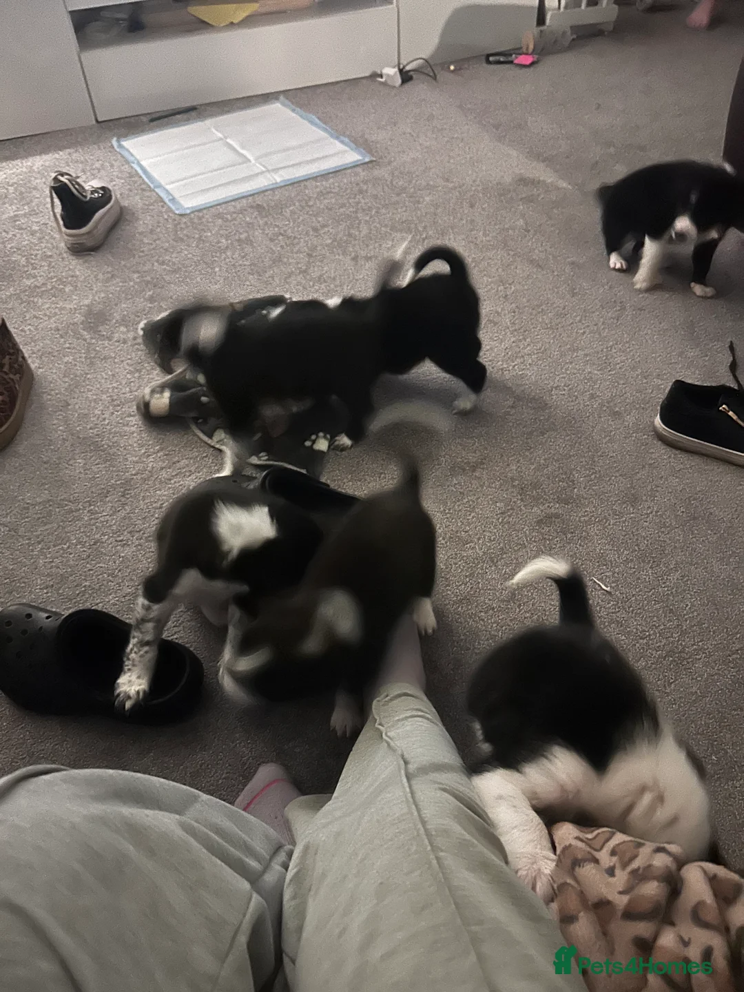 Mixed Breed dogs for sale: Puppies   - Advert 1