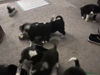 Mixed Breed dogs Puppies - Advert 17