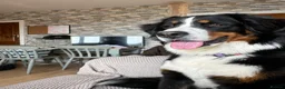 Bernese Mountain Dog dogs for sale: Kiara 11 month old Female Bernese Mountain Dog - Advert 7
