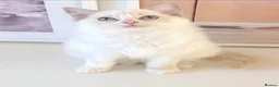 Ragdoll cats for sale: INDOOR GCCF REG CHOCOLATE LILAC RAGDOLL KITTENS - Advert 19