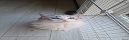 Ragdoll cats for sale: Gccf tica register kittens - Advert 8