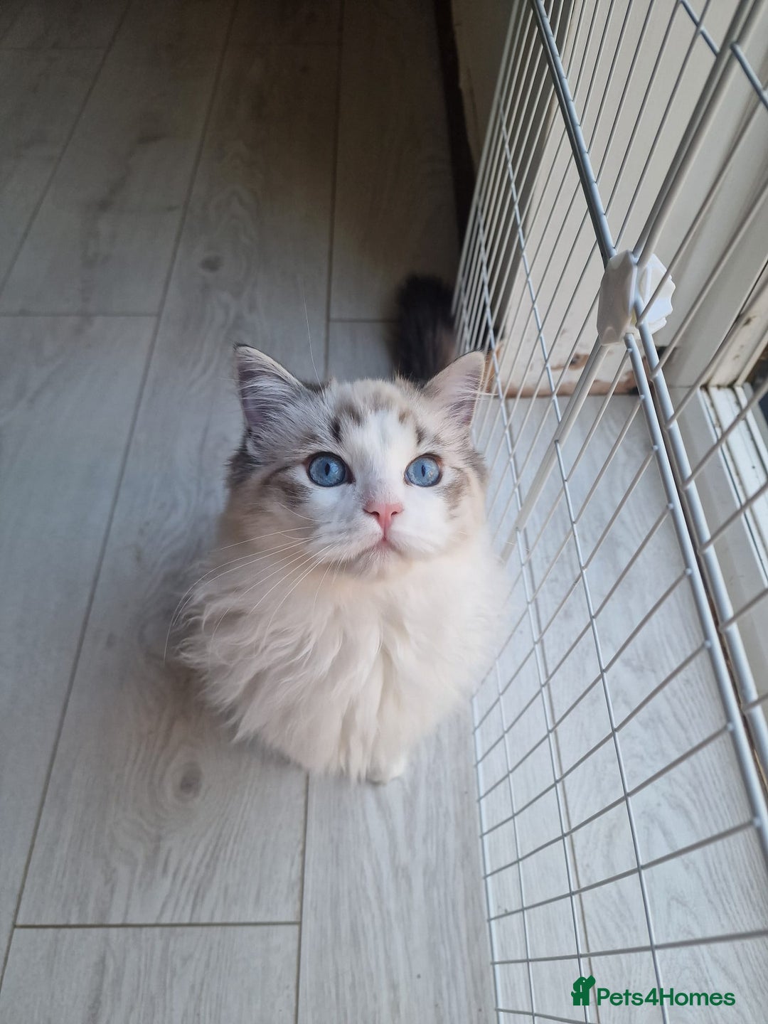 Ragdoll cats for sale: Gccf tica register kittens - Advert 8