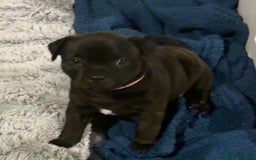 Staffordshire Bull Terrier dogs for sale: Floyd & Sky - Advert 3