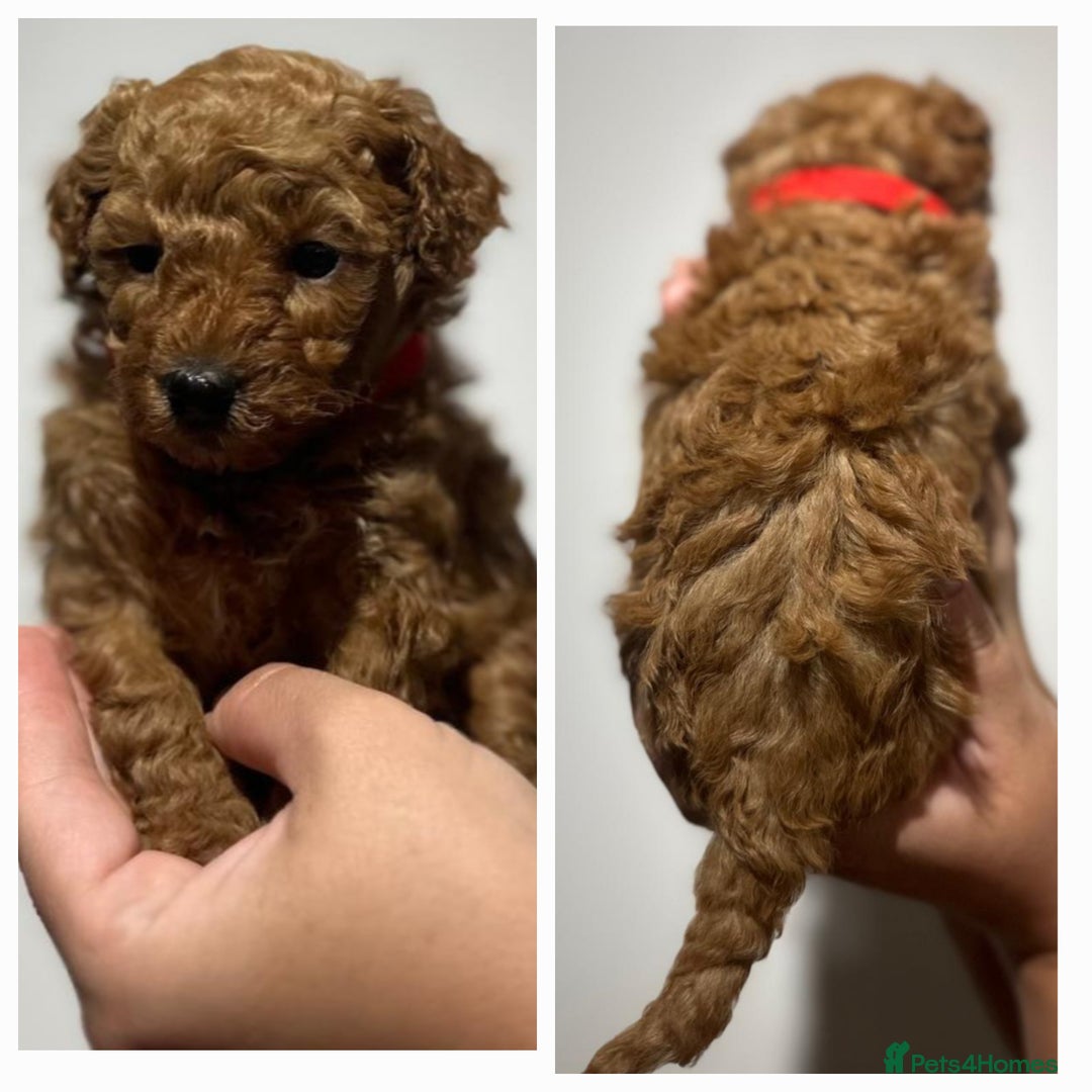 Maltipoo dogs for sale: Maltipoo  - Image 5