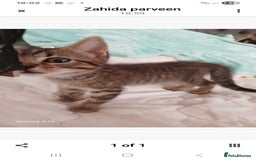 Bengal cats for sale: Bengal kittens very healthy male femal - Image 8