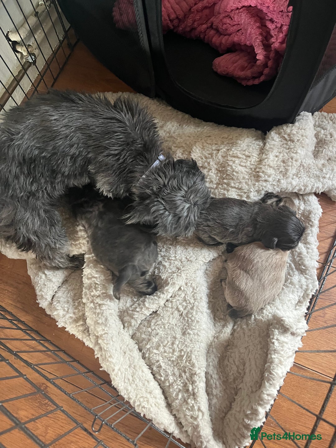 Shih Tzu dogs for sale: Shih Tzu Puppies for sale - Image 7