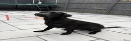 Labrador Retriever dogs for sale: Black Lab Female (7 months) - Advert 4