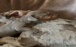 Miniature Dachshund dogs for sale: 🖤🐶Beautiful Miniature Dachshund Puppies🖤🐶!! - Image 13