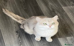 British Shorthair cats for sale: Active Blue Golden Tipped British Shorthair MARCUS - Image 6