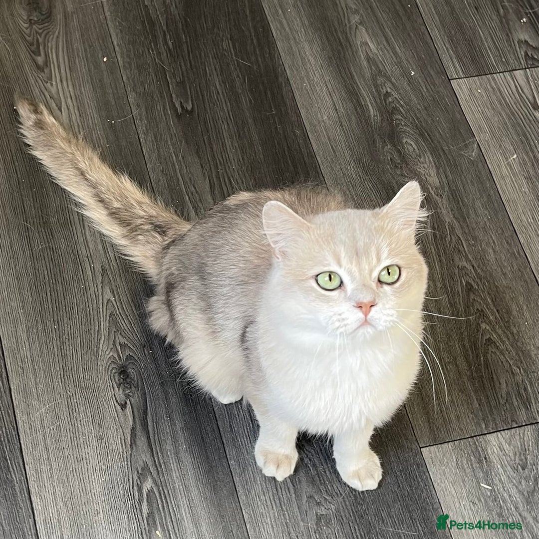 British Shorthair cats for sale: Active Blue Golden Tipped British Shorthair MARCUS - Image 6