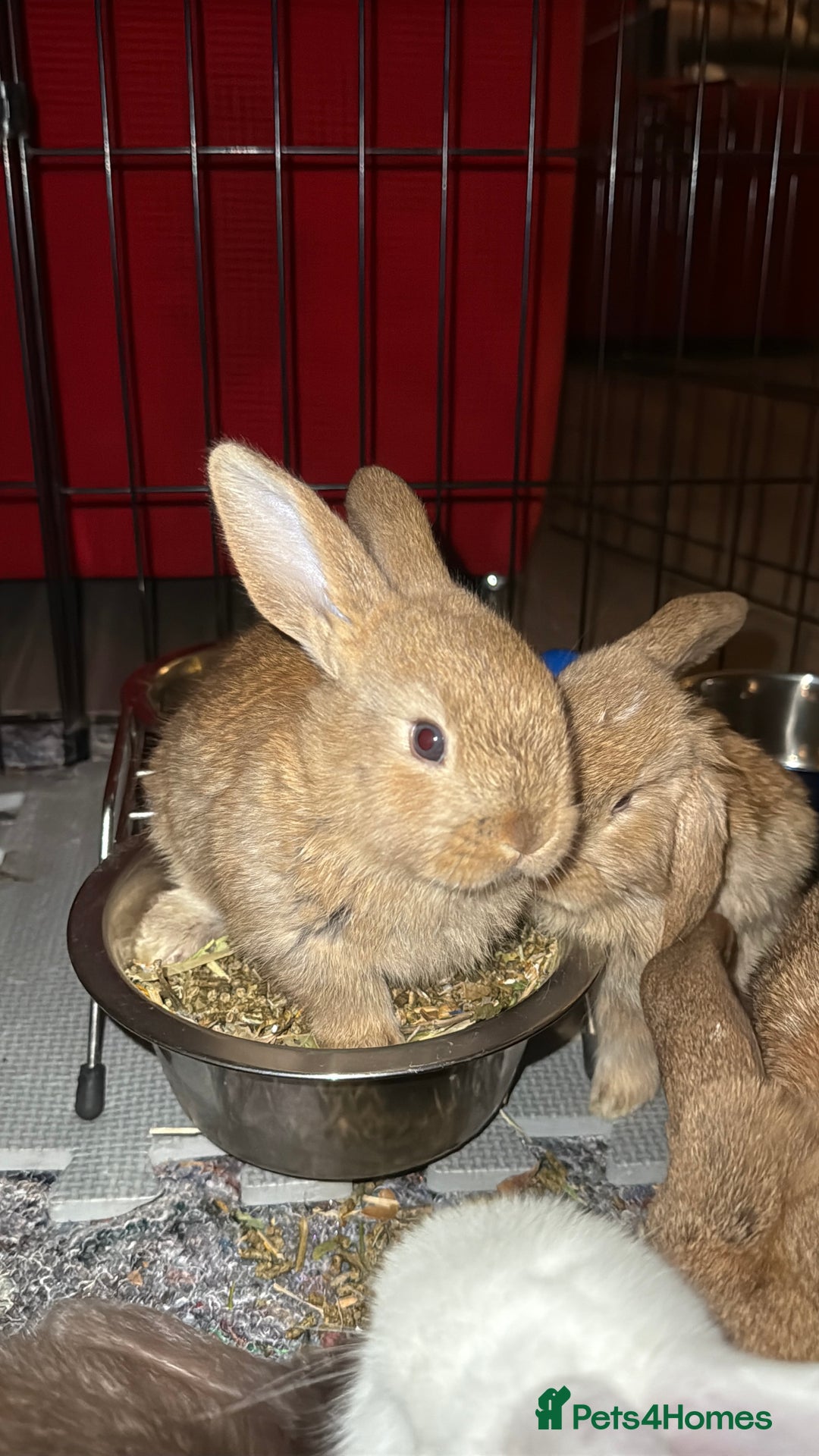 Mini Lop rabbits for sale: Mini French Lop Bunnies - Advert 10